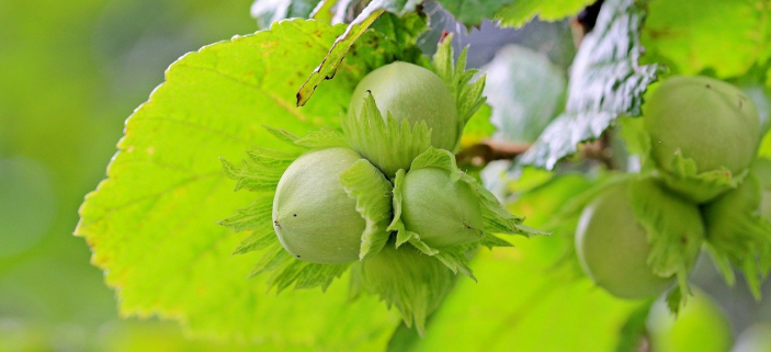 Rozhovory se stromy: Tajemstv lskovch ok